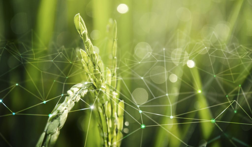 Agriculture IoT with rice field background Agriculture IoT with rice field background